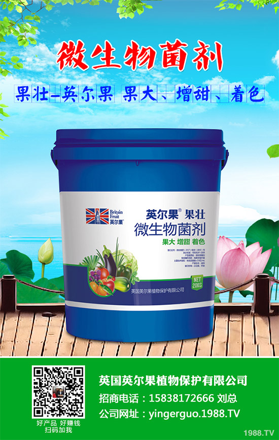 油麥菜什么時候種植?油麥菜高產(chǎn)種植技術要點
