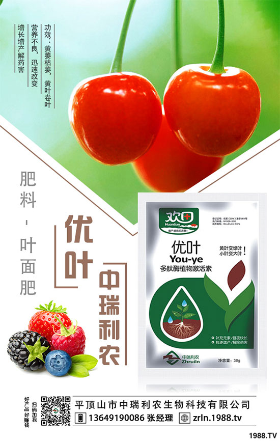 茶樹(shù)菇的栽培技術(shù),茶樹(shù)菇的種植注意事項(xiàng)!