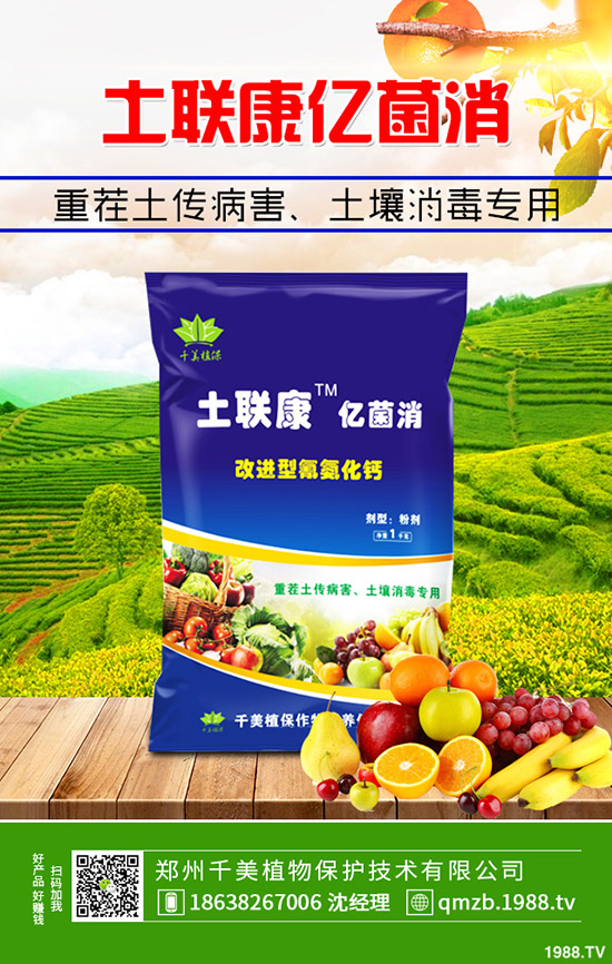 秋季大棚辣椒如何管理?秋季溫室辣椒定植管理技術(shù)!