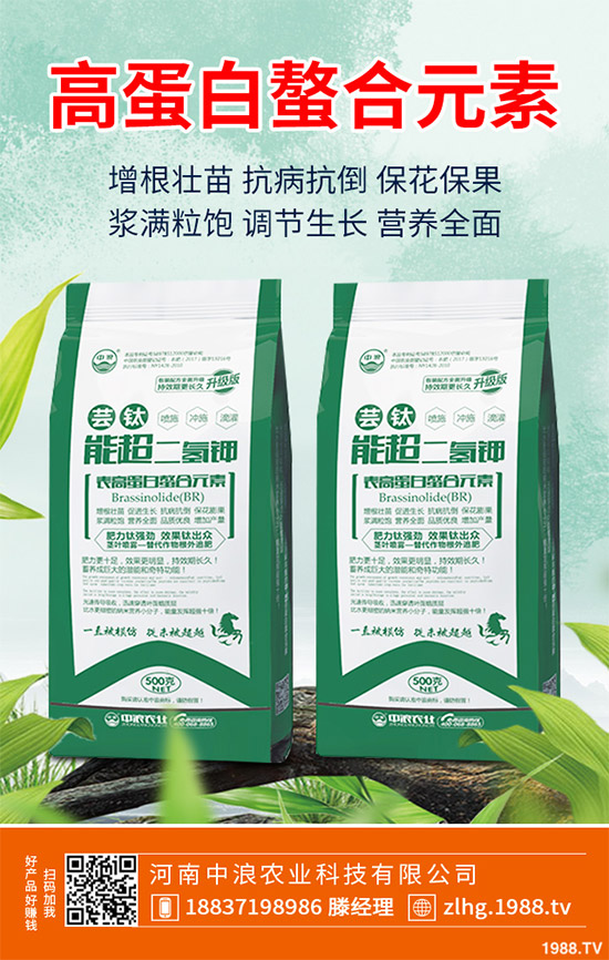 露地卷心菜什么時候種植?露地卷心菜種植技術大全