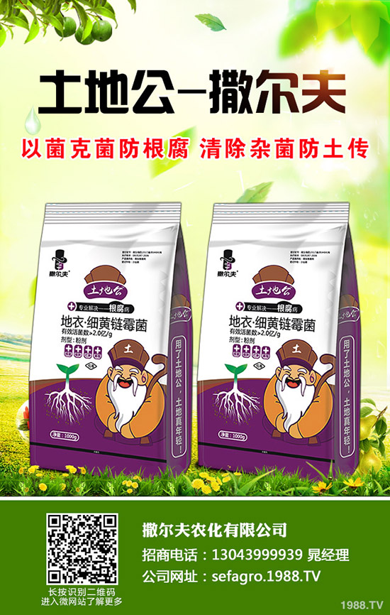 陽臺香蔥如何栽培?新手入手推薦陽臺家庭香蔥種植方法!