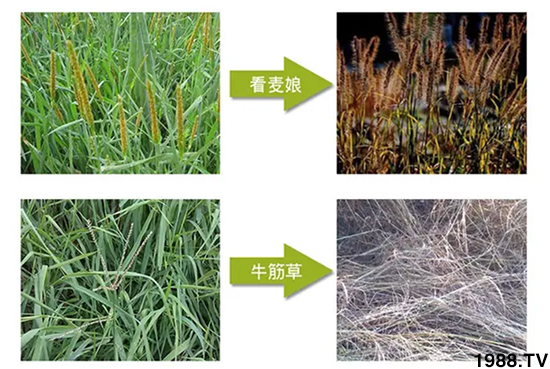 【北京鼎瑞】恭祝新老客戶鼠年大吉,新春快樂(lè),財(cái)源滾滾!