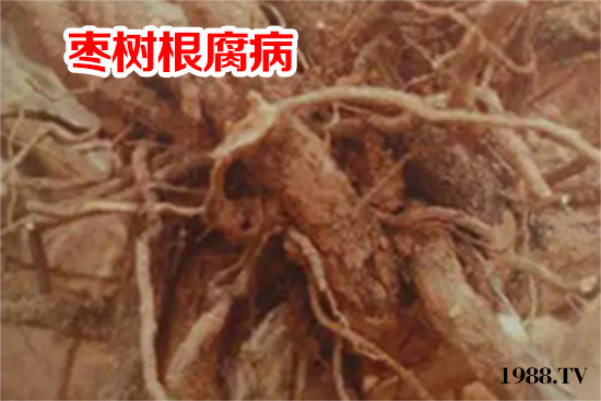 棗樹根腐病