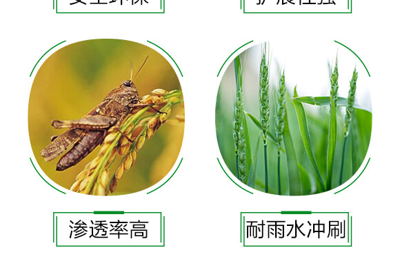 農(nóng)用有機硅助劑-速展(瓶裝)-愛農(nóng)斯達_06