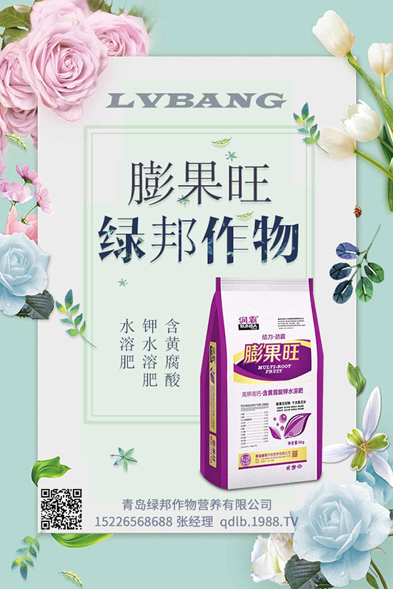 早春菠菜種植技術(shù)!田間管理要注意什么?