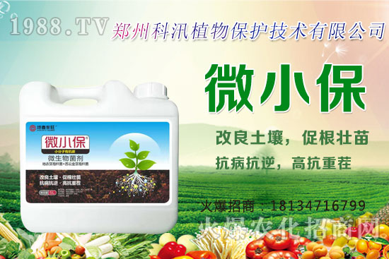 黑蒜的功效與作用,黑蒜與白蒜哪個(gè)更有營養(yǎng)?