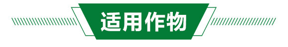 葉菜類(lèi)專(zhuān)用含氨基酸水溶肥料-新超_04