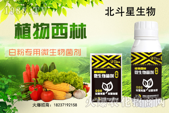 微生物菌劑為什么能防治白粉?白粉專用微生物菌劑有什么特點?