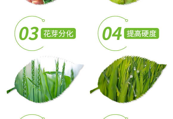 特優(yōu)硼-芽滿花-愛農(nóng)斯達_05
