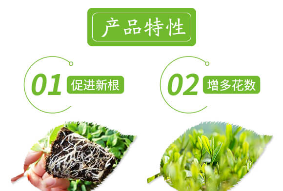 特優(yōu)硼-芽滿花-愛農(nóng)斯達_04