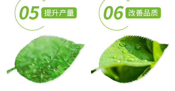 特優(yōu)硼-芽滿花-愛農(nóng)斯達_06