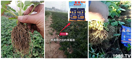 如何讓種植變得更輕松?一個套餐,全面配方,巴斯特大姜營養(yǎng)套餐方案!