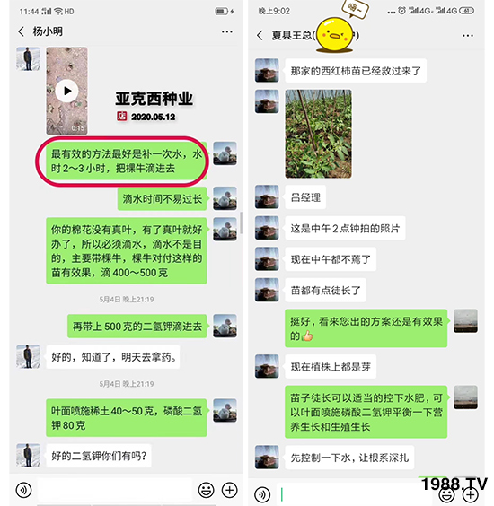 如何讓種植變得更輕松?一個套餐,全面配方,巴斯特大姜營養(yǎng)套餐方案!