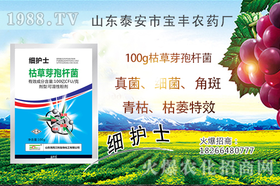 作物萎蔫、干枯,多半是發(fā)生了青枯。∏嗫莶S枯萎!教你鑒別難治病害!