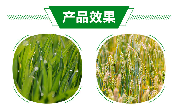 1000ml氨基酸中藥肥-潰立克-紅樂(lè)_05