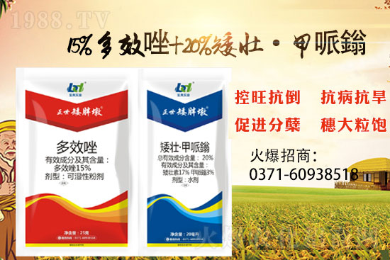 小麥控旺,勢(shì)不可擋,專業(yè)控旺,效果為王!