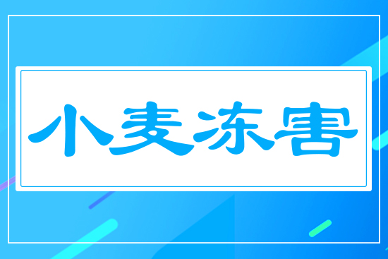 小麥凍害
