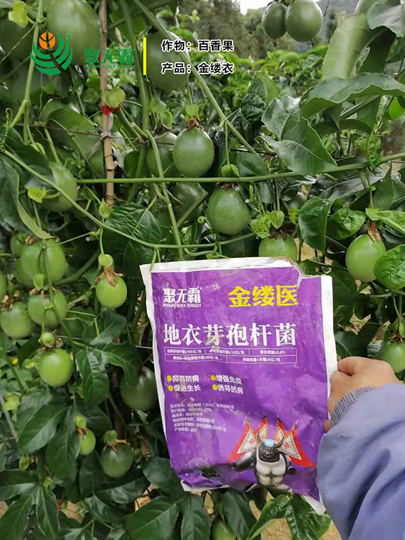 金縷醫(yī)地衣芽孢桿菌-聚無霸2