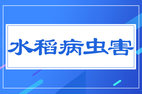 水稻病蟲(chóng)害