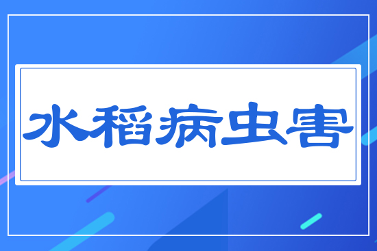 水稻重大病蟲(chóng)害