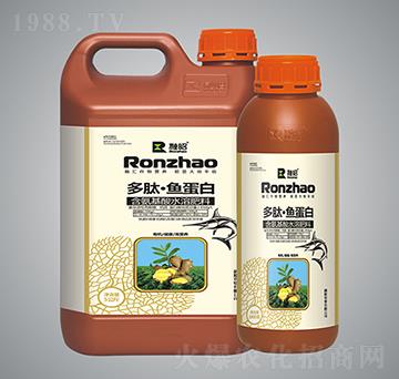 大姜類含氨基酸水溶肥料-多肽·魚蛋白-融昭農(nóng)業(yè)
