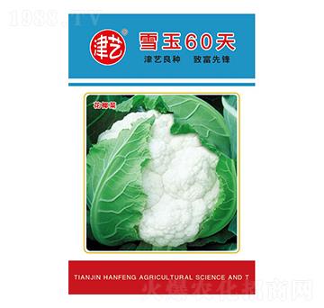花菜種子-雪玉60天-邯豐農(nóng)業(yè)